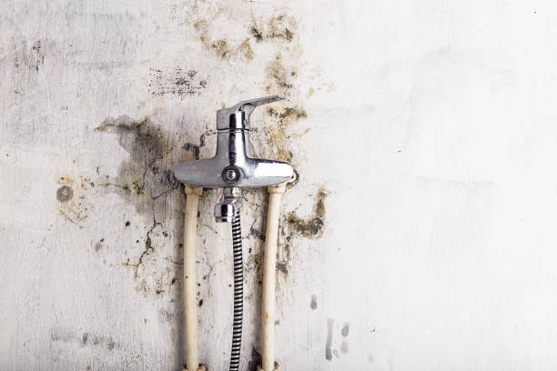 Best Certified Mold Removal  in Miami, AZ