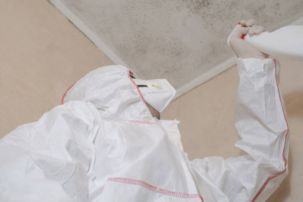 Best Black Mold Removal  in Miami, AZ