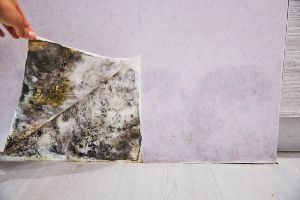 Best Mold Remediation  in Miami, AZ